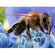 Препараты для стимуляции жизнедеятельности пчел оптовая и розничная торговля ветеринарными препаратами для пчел