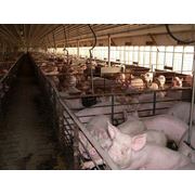 Фермы для свиневодства