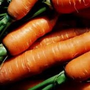Морковь сорт Канада