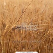 Пшеница IV класса 1046-2008 фото