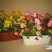 Цветы полевые в кактуснике 007-222