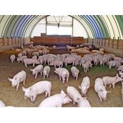 Проектирование и строительство свиноферм и свинокомплексов