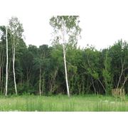 Продам участок в лесу 6 соток п. Вишеньки Бориспольский р-он. 12 км от Киева. фото