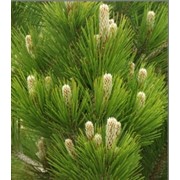 Сосна белокорая Pinus leucodermis высота 10-15см фото