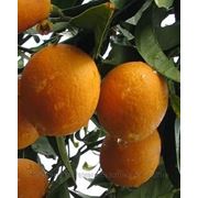 Апельсин Вашингтон — Навел