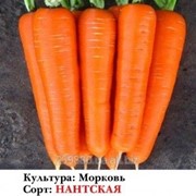 Насіння моркви.Сорт Нантська-7$\кг
