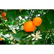 Мандарин, мандариновое дерево фото