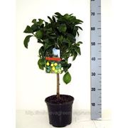 Лимон, лимонное дерево фото