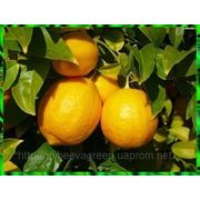 Лимон, лимонное дерево фотография