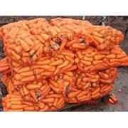 Куплю морковь фотография