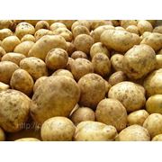 Картошка оптом, картофель оптом, 20 сортов фотография