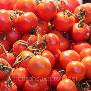 Купить помидоры оптом в Украине