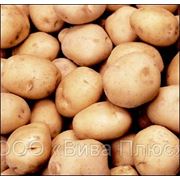 Семенной картофель продажа в Украине, семенной картофель купить в Украине фото