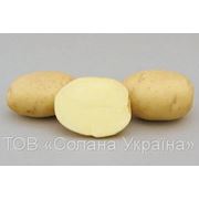 Картопля/картофель Сорт МІНЕРВА
