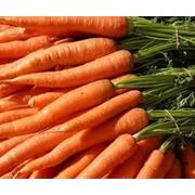 Морковка оптом из Польши фото