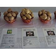 Реализация семенного картофеля, урожая 2011 года Голландской и Немецкой селекции