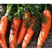 Продам морковь (некондиция ломаная) фото