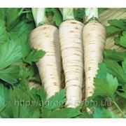 Петрушка корневая Альба
