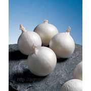 Семена лук репчатый белый Гледстоун F1 производитель: Bejo Zaden B.V. Нидерланды (Количество семян в упаковке 10 000 шт) фотография