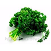 Петрушка кучерявая Моссоп, Триплекс