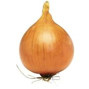 Цибуля Мундо 250 000 нас. Syngenta, (Сингента) фото