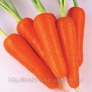 Морковь оптом Абако Крым фото