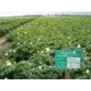Немецкий семенной картофель без ГМО, в Украине.