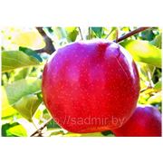 Саженец яблони летней “Коваленковское“ фотография