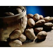Продажа белорусского картофеля оптом фотография