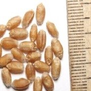 Семена озимой пшентцы Альянс, І-репродукция фото