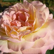 Розы чайно-гибридные, Украина фото