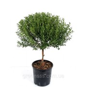 Мирт обыкновенный -- Myrtus communis фото