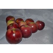 Яблоки свежие, сорт Белорусское сладкое, от 7 см