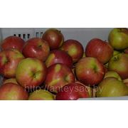 Яблоки свежие, сорт Лигол, 8+ фото