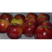 Яблоки свежие, сорт Алеся, 6+ –7