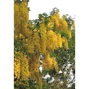 Глициния (Желтая) фото