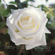 Роза чайно-гибридная “Меморис“ фотография