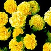 Роза флорибунда (Allgold)