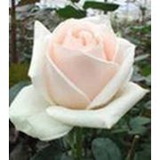 Роза klear-okean фотография