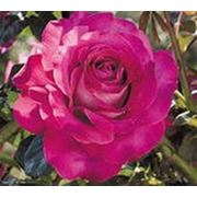 Роза чайно-гибридная "Барон де Ротшильд"