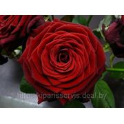 Голландская роза RED NAOMI 80- 90 см всего за 30.000!!!