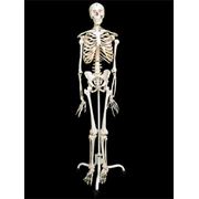 Скелет человека на подставке (170 см.) скелет человека купить скелет человека куплю скелет человека модель скелета человека.