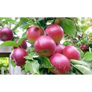 Саженец яблони осенней “Лучезарное“ фото