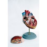 Модель «Сердце» (демонст.) модель сердца модель сердца человека. фото