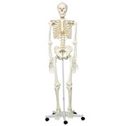 Скелет человека скелет анатомический Киев фотография