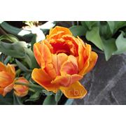 Тюльпан Оранжевая Принцесса фото