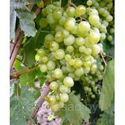 Виноград “Краса Севера“ фотография