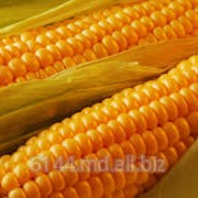 Кукуруза в Молдове фото