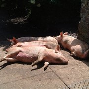 ШенМікс Піг Фатенін 0,5% (відгодівля свиней від 40 до 120 кг) фото