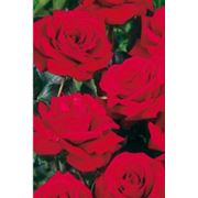 Розы флорибунда (обильноцветущие) Шведка